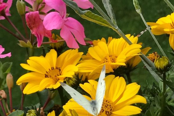 Das Lächeln küsst den Sonnenschein